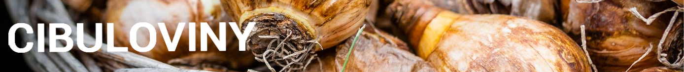 Podzimní cibuloviny