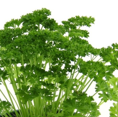 Petržel kadeřavá 14 cm-0